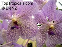 Vanda sp. Vanda sp.