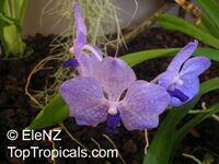 Vanda sp. Vanda sp.