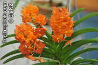 Ascocentrum sp., Ascocentrum

Click to see full-size image
