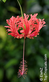 Hibiscus schizopetalus - Coral Hibiscus