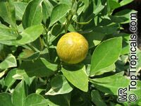 Citrofortunella sp., Calamondin