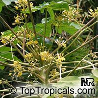 Carica papaya, Papaya