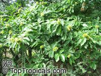 Castanea sativa, Spanish Chestnut, European Chestnut, Sweet Chestnut