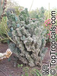 Cereus peruvianus, Cereus uruguayanus, Night Blooming Cereus, Peruvian Apple, Column Cactus, Apple Cactus Cereus peruvianus, Cereus uruguayanus, Night Blooming Cereus, Peruvian Apple, Column Cactus, Apple Cactus