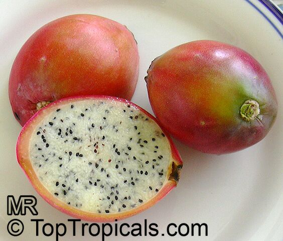 http://toptropicals.com/pics/garden/m1/Fruits/Cereus_peruvianus0722.jpg