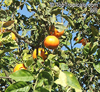 Citrus sinensis, Orange