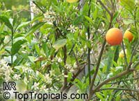 Citrus sinensis, Orange