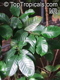 Coffea canephora, Coffea robusta, Coffee