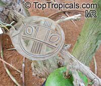 Crescentia cujete, Calabash Tree, Krabasi, Kalebas, Huingo Crescentia cujete, Calabash Tree, Krabasi, Kalebas, Huingo