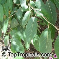 Diospyros lotus, Qua thi, Date Plum Diospyros lotus, Qua thi, Date Plum
