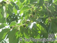 Diospyros lotus, Qua thi, Date Plum Diospyros lotus, Qua thi, Date Plum