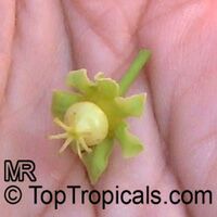 Dovyalis caffra, Kei Apple