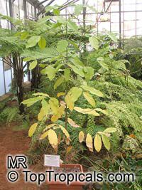 Gnetum gnemon, Melindjo