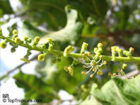 Pappea capensis, Jacket Plum, Indaba Tree, Bushveld Cherry Pappea capensis, Jacket Plum, Indaba Tree, Bushveld Cherry