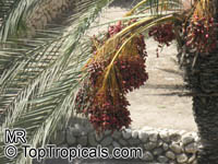 Phoenix dactylifera, Date Palm