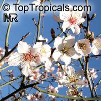 Prunus dulcis, Prunus amygdalus, Amygdalus communis, Almond