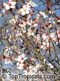 Prunus dulcis, Prunus amygdalus, Amygdalus communis, Almond