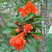 Punica granatum, Pomegranate, Granada, Grenade, Pomegranate, granada, Anar, Granaatappel, Pomo Granato, Romeira, Melo Grano