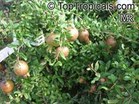 Punica granatum Nana, Dwarf Pomegranate