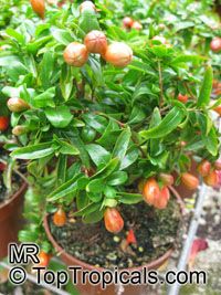 Punica granatum Nana, Dwarf Pomegranate