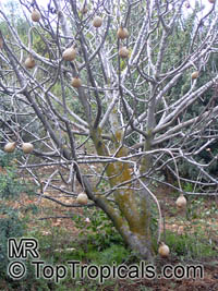 Pyrus sp, Pyrus x lecontei, Southern Pear