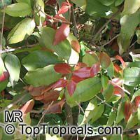 LILLY PILLY BERRY 20 SEEDS Syzygium luehmannii  free shipping