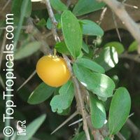 Dovyalis caffra, Kei Apple