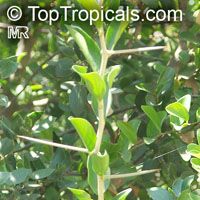 Dovyalis caffra, Kei Apple
