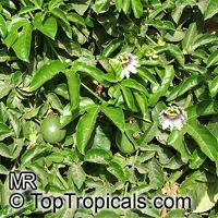 Passiflora edulis, Passion Fruit, Parcha, Maracuya, Granadilla