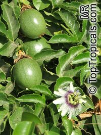 Passiflora edulis, Passion Fruit, Parcha, Maracuya, Granadilla