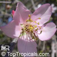 Prunus persica, Amygdalus persica, Peach