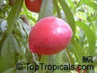 Prunus persica var. nectarina, Nectarine