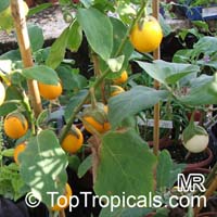 Solanum melongena, Tropical Eggplant, Asian Eggplant