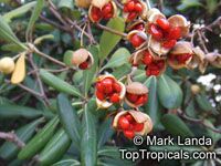 Pittosporum tobira, Japanese Mockorange, Japanese Pittosporum, Tobira