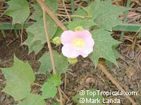 Abutilon x hybridum, Flowering Maple, Weeping Maple,Chinese Lantern Abutilon x hybridum, Flowering Maple, Weeping Maple,Chinese Lantern