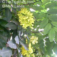 Cassia fistula, Golden Shower Tree, Indian Laburnum, Ratchaphruek