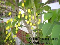 Cassia fistula, Golden Shower Tree, Indian Laburnum, Ratchaphruek