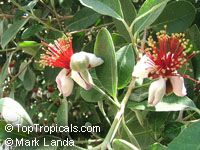 Feijoa sellowiana, Acca sellowiana, Feijoa, Pineapple Guava, Guavasteen