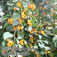 Ficus sp., Ficus