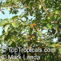 Ficus mysorensis, Yellow-Berry Ficus