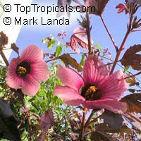 Hibiscus sabdariffa, Karkade, Red sorrel, Red tea, Roselle