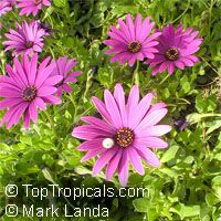 Osteospermum fruticosum, Dimorphotheca fruticosa, Trailing African Daisy, Freeway Daisy, Blue Eyed Daisy