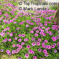 Osteospermum fruticosum, Dimorphotheca fruticosa, Trailing African Daisy, Freeway Daisy, Blue Eyed Daisy