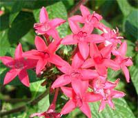 Pentas lanceolata, Pentas, Star Flower, Star Cluster