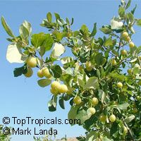 Styrax officinalis, Drug Snowbell, Storax