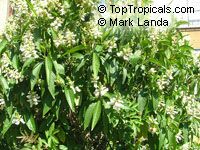 Justicia adhatoda, Adhatoda vasica, Malabar nut, Adhatoda, Vasa Justicia adhatoda, Adhatoda vasica, Malabar nut, Adhatoda, Vasa