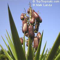 Yucca sp. Yucca sp.