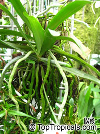 Aerangis luteoalba, Angraecum rhodostictum, Beige Aerangis

Click to see full-size image