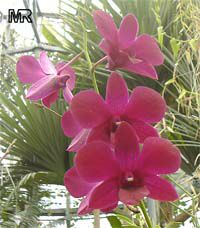 Dendrobium sp., Dendrobium Orchid