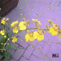 Oncidium sp.